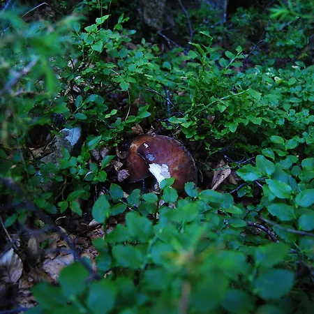 Val Di Luce Hotel Fiumalbo