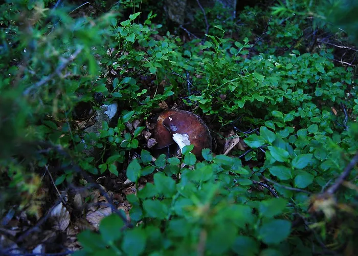 Val Di Luce 호텔 퓨말보