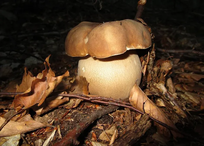 Val Di Luce 호텔 *