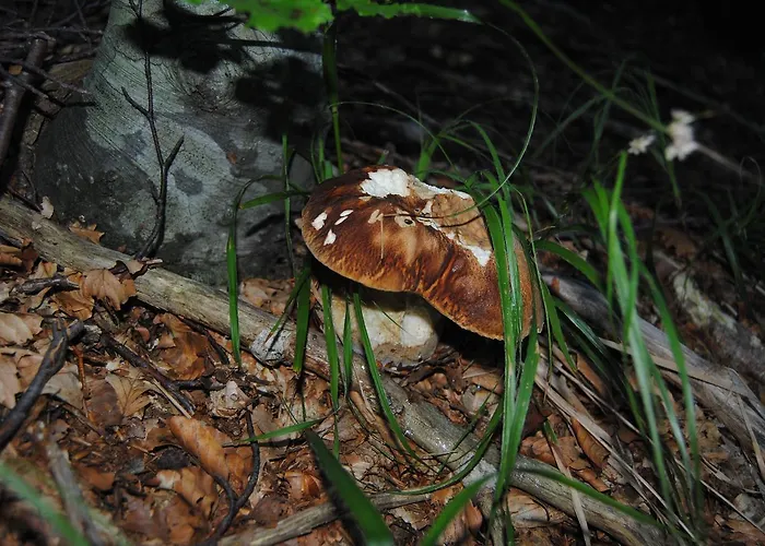 Val Di Luce 퓨말보